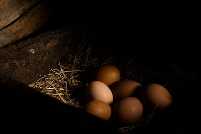 Cara Meningkatkan Produksi Telur Ayam