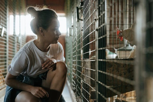 Kondisi Kandang yang Ideal untuk Ayam Petelur