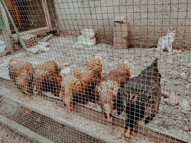 Pakan Terbaik untuk Ayam Petelur