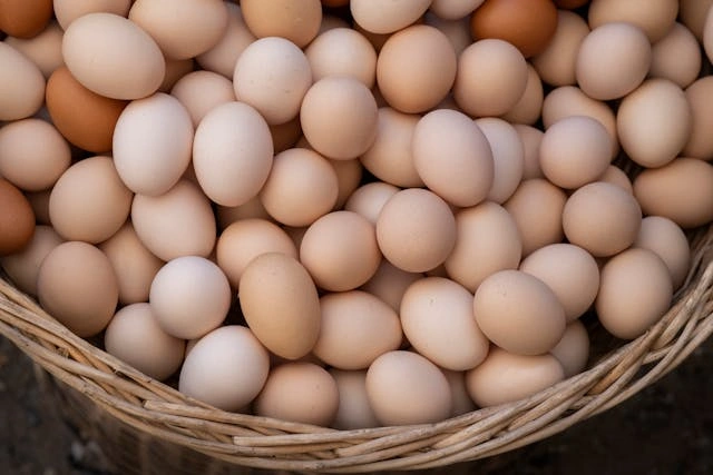 Tren Terkini dalam Bisnis Ayam Petelur