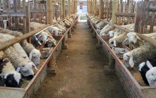 Beternak Domba dan Kambing, Peluang Usaha yang Tak Pernah Sepi Peminat